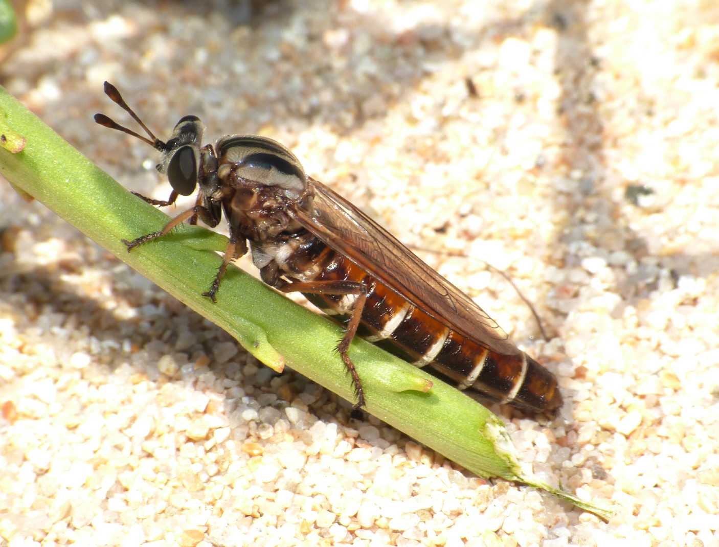 Dittero strano: Leptomydas sardous M e F (Mydidae)